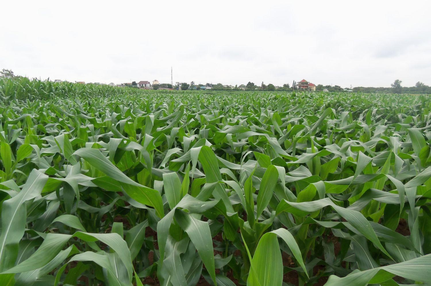 Top 10 Richest Farmers in Nigeria and Their Net Worth (2025)