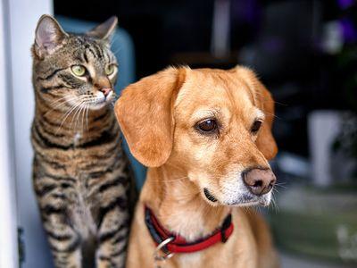15 Best Pet Insurance Companies Offering Lifetime Coverage in Canada